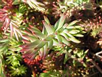 Sedum rupestre, forme glauque (fam Crassulacees) (Europe) (4) (Photo F. Mrugala)